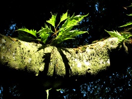 719 Blatt Baum 3072x2304