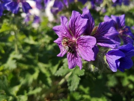 724 IMG 20200603 084419 3648x2736