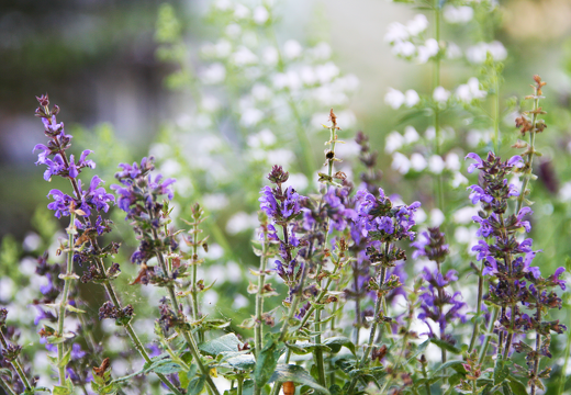 Blumen _ Pflanzen