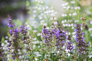 726 ps flowers 3888x2592