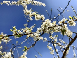 775 IMG 2240 3946x2960