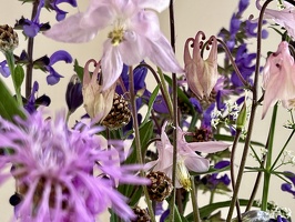 IMG 4824