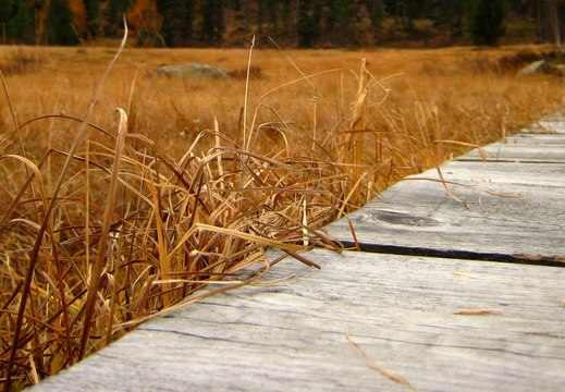 714 Gras Trocken 1920x947