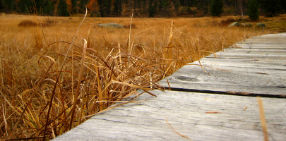 714 Gras Trocken 1920x947
