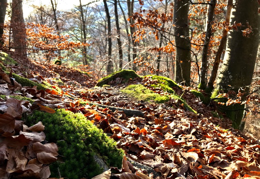 747 IMG 1142 4032x3024