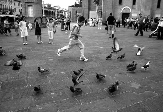 68 Padua Tauben BW 1920x1440