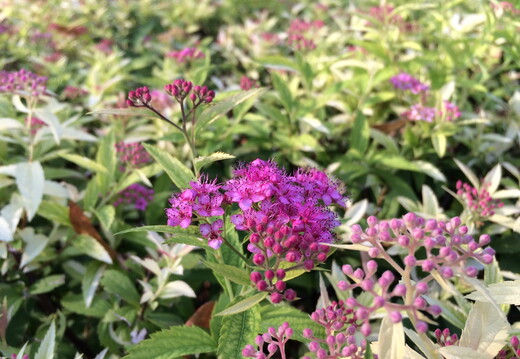 546 IMG 1976 1920x1440