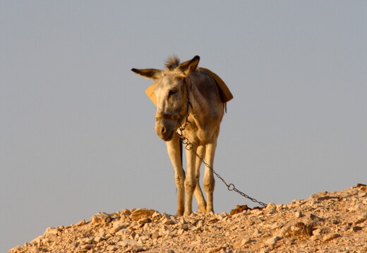 178 IMG 3553 1280x1920